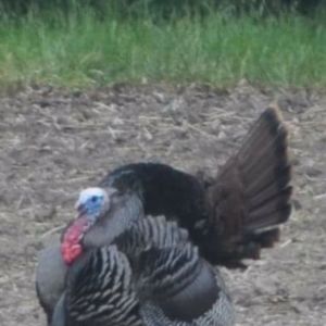 Meet your Posher, Rick